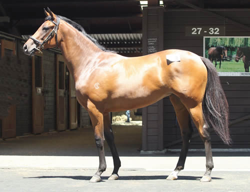 HIGH CHAPARRAL/LA QUINTA GOLD FILLY